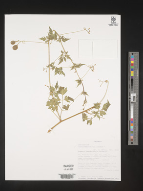 Cardiospermum halicacabum image