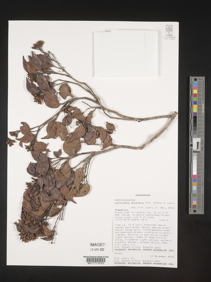 Leptolaena abrahamii image