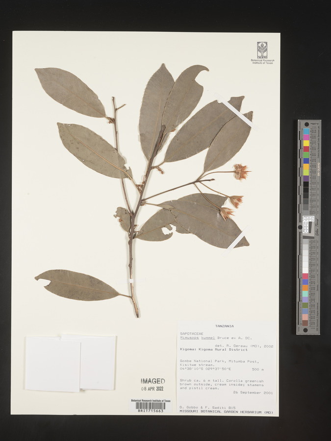 Mimusops kummel image