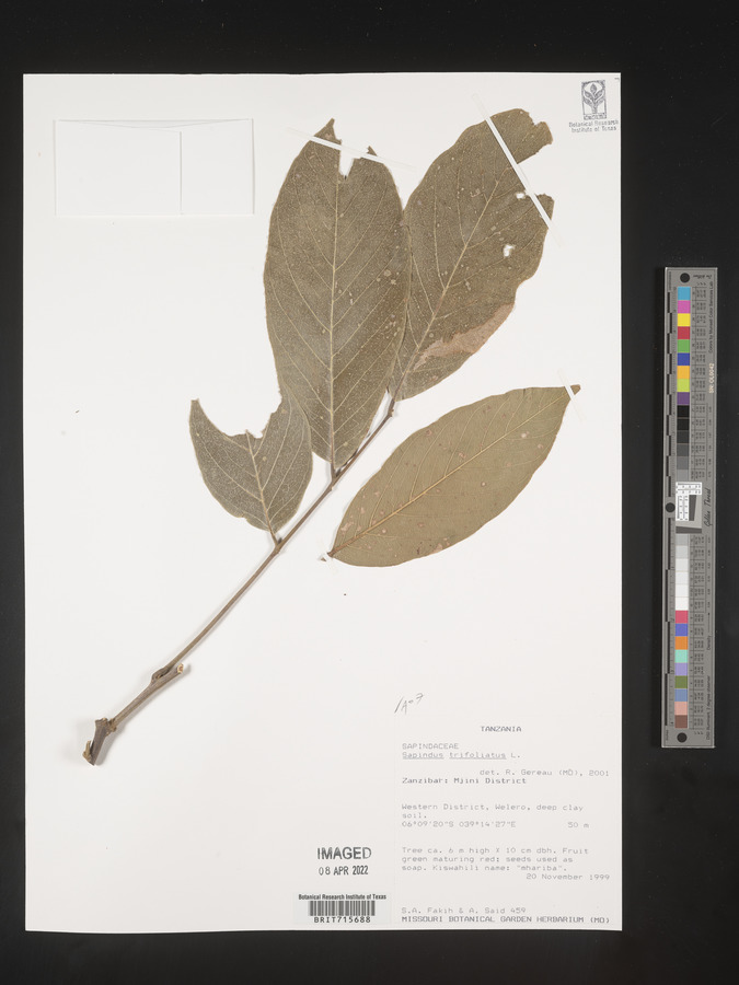 Sapindus trifoliatus image