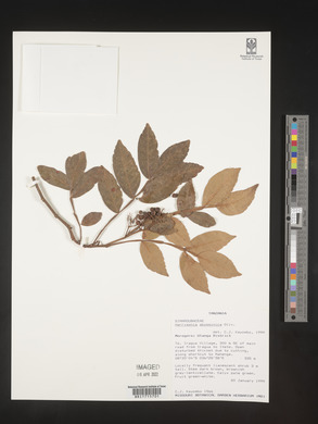 Harrisonia abyssinica image