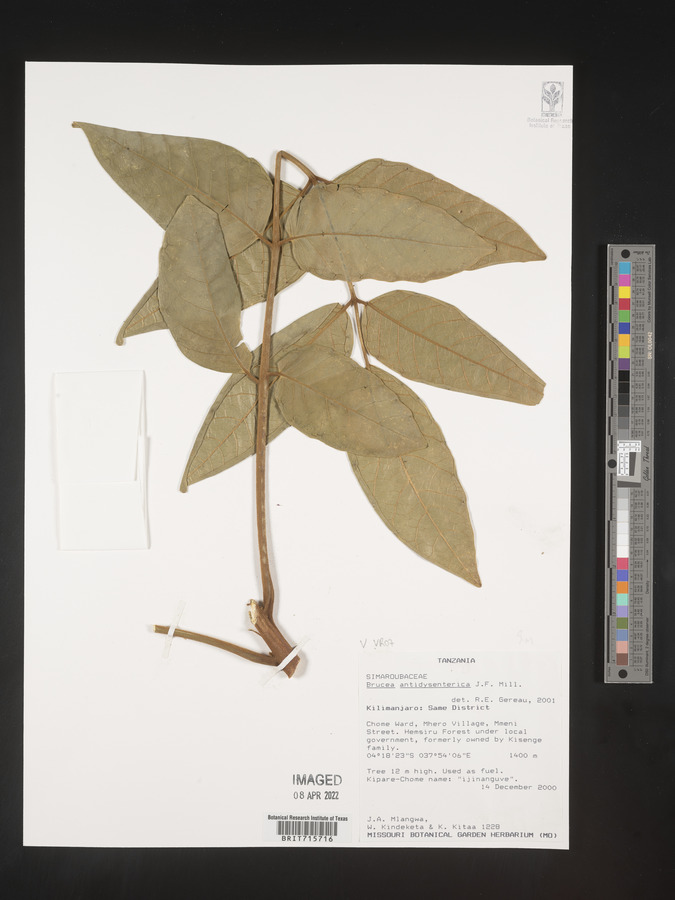 Brucea antidysenterica image