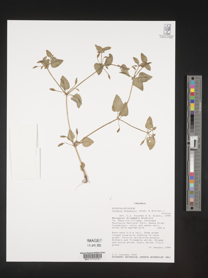 Torenia thouarsii image