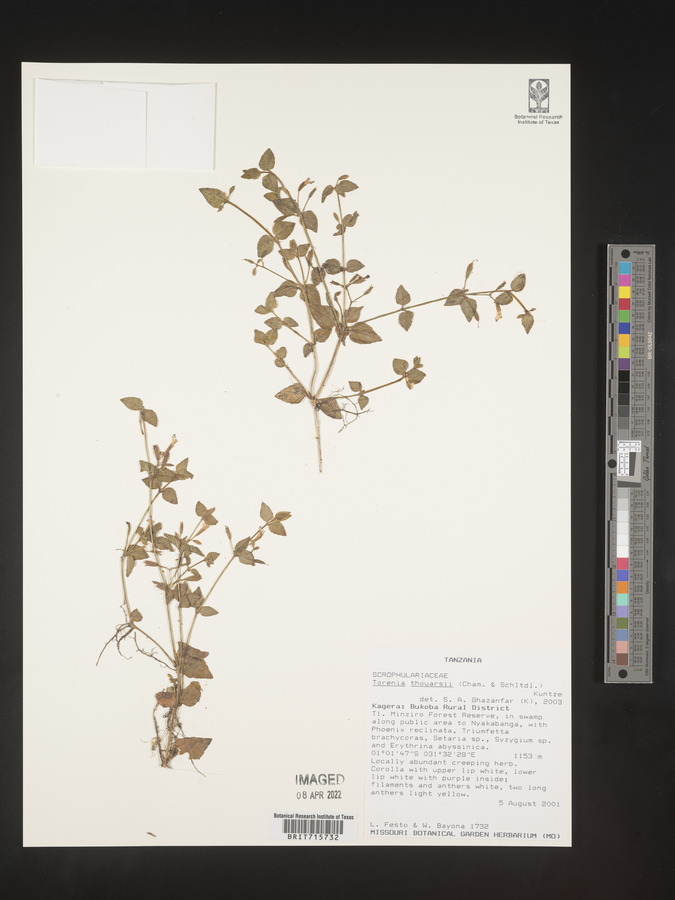 Torenia thouarsii image