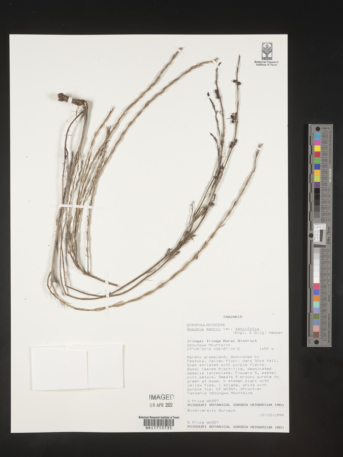 Sopubia mannii var. tenuifolia image