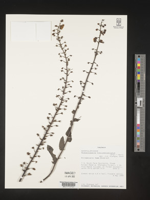 Image of Verbascum brevipedicellatum