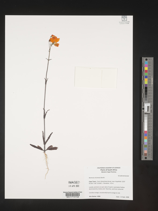 Nemesia strumosa image