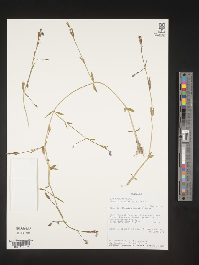 Craterostigma newtonii image