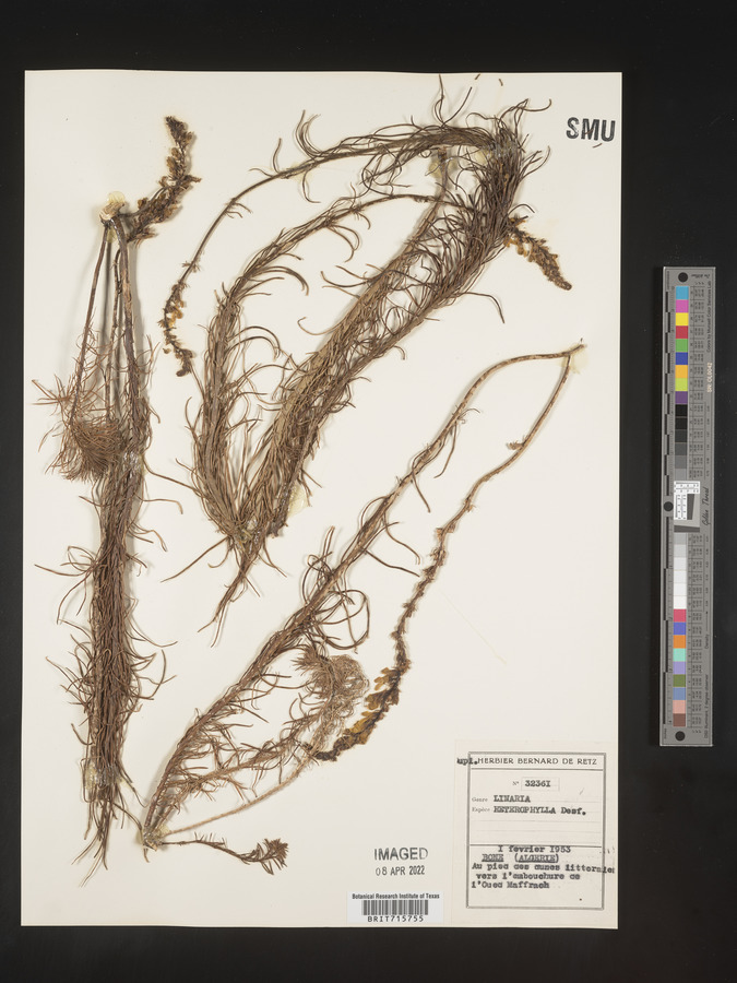 Linaria multicaulis subsp. heterophylla image