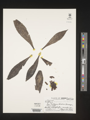 Isoplexis canariensis image