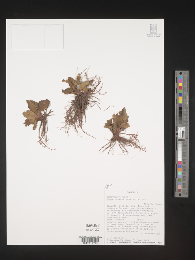Craterostigma pumilum image