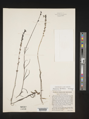 Buchnera floridana image