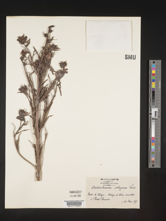 Antirrhinum calycinum image