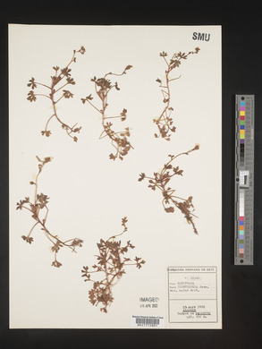 Saxifraga globulifera image