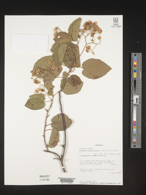 Dombeya rotundifolia image