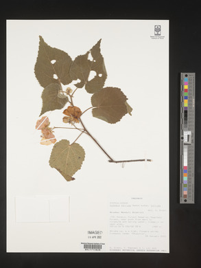 Dombeya torrida subsp. torrida image