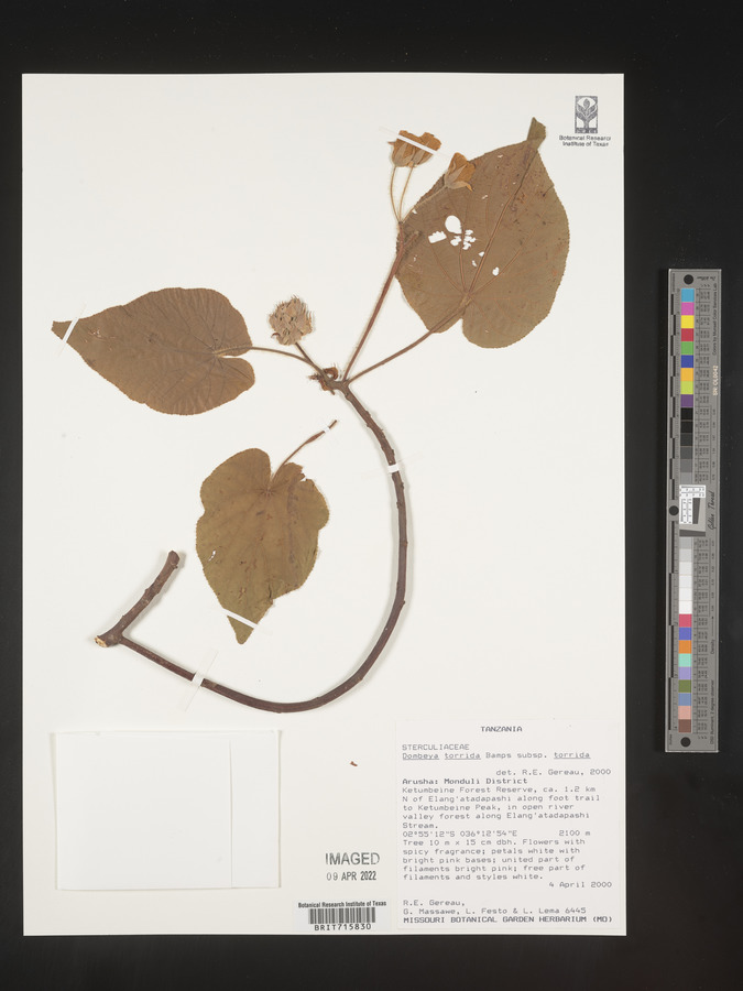 Dombeya torrida subsp. torrida image