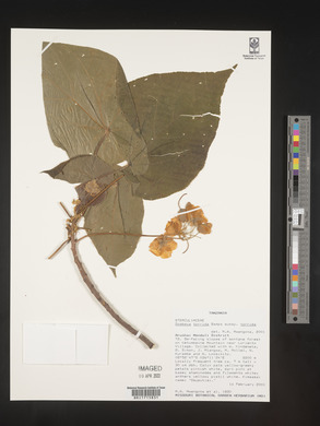 Dombeya torrida subsp. torrida image