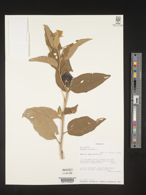 Solanum incanum image