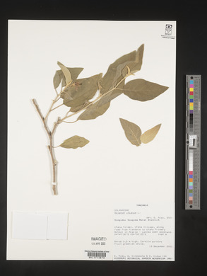 Solanum incanum image