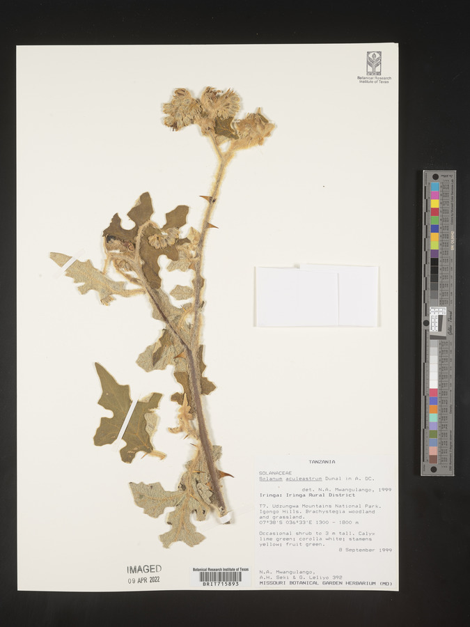Solanum aculeastrum image