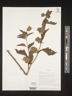 Nicandra physalodes image