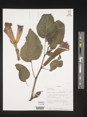 Datura metel image