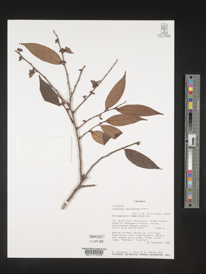 Ficalhoa laurifolia image