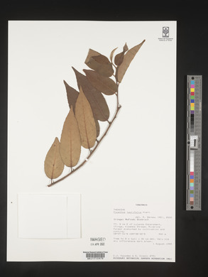 Ficalhoa laurifolia image