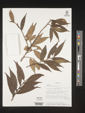 Ficalhoa laurifolia image