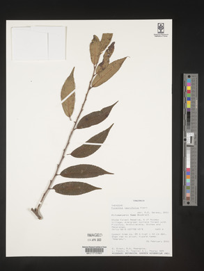 Ficalhoa laurifolia image