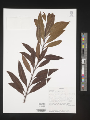 Ficalhoa laurifolia image