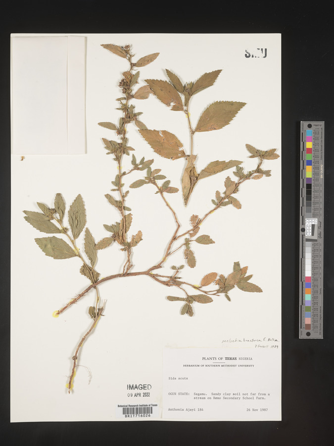 Melochia melissifolia var. mollis image