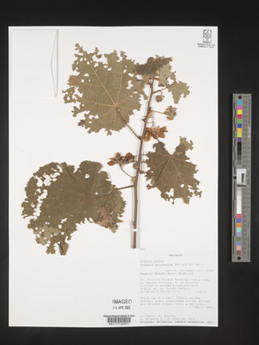 Dombeya burgessiae image