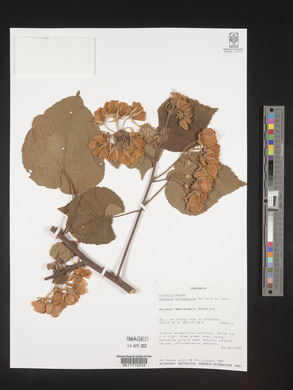 Dombeya burgessiae image