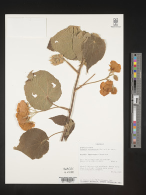 Dombeya burgessiae image