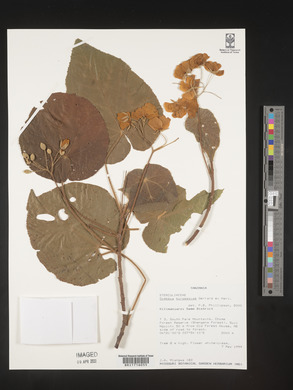 Dombeya burgessiae image