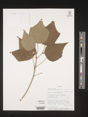 Dombeya burgessiae image