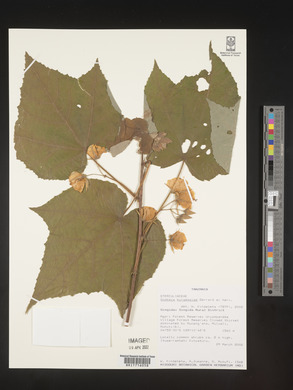 Dombeya burgessiae image