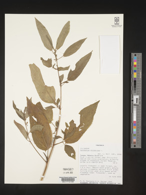 Corchorus olitorius image