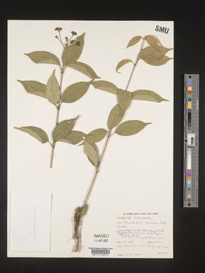 Clerodendrum formicarum image