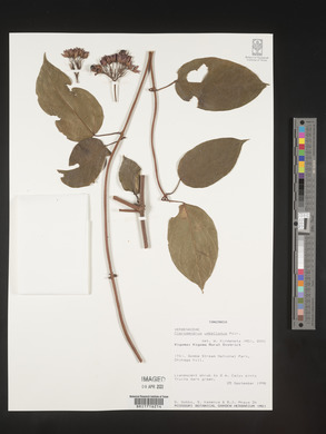 Clerodendrum umbellatum image