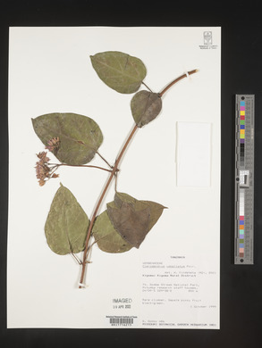 Clerodendrum umbellatum image
