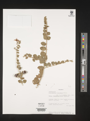 Kalaharia uncinata image