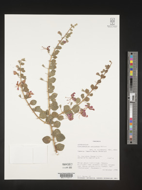 Kalaharia uncinata image