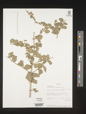 Kalaharia uncinata image