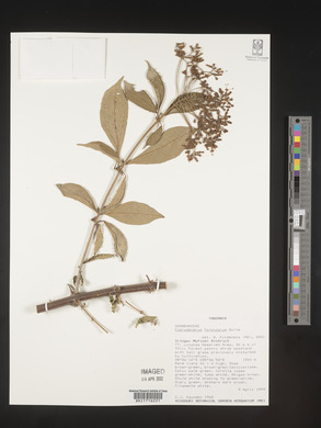 Clerodendrum formicarum image