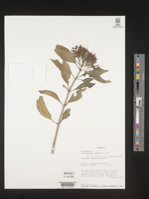 Clerodendrum glabrum image