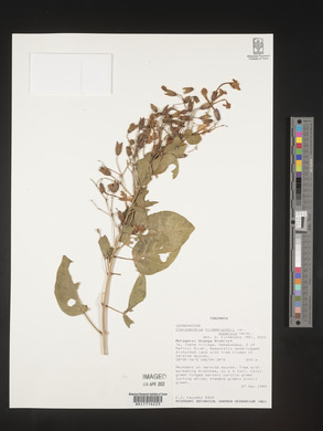 Clerodendrum hildebrandtii image