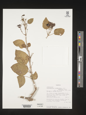 Clerodendrum hildebrandtii image